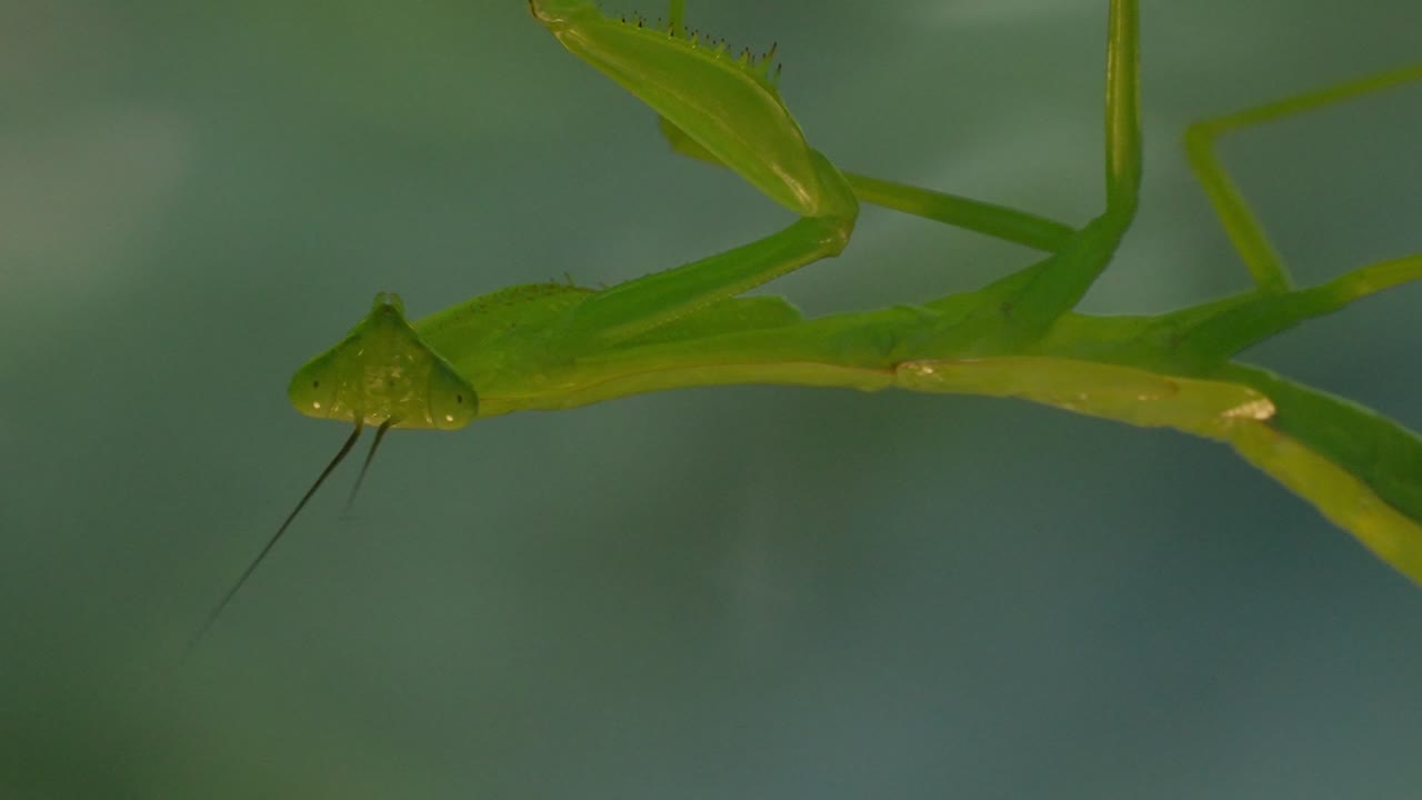 A slow pan to the left reveals a praying mantis hanging upside down from a leaf in the Tambopata region of the Peruvian Amazon. The insect's unique features and camouflage blend into its surroundings.