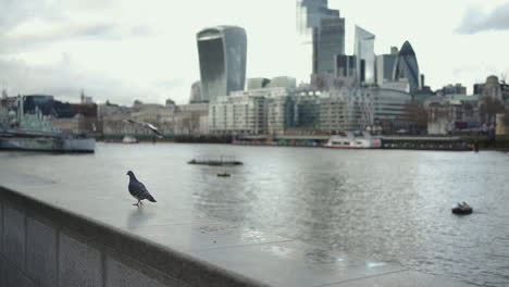 Cámara-Lenta-De-Palomas-Caminando-En-El-Muelle-Del-Río-Támesis-Con-El-Centro-De-Londres,-Inglaterra-En-Segundo-Plano-En-El-Frío-Día-De-Invierno