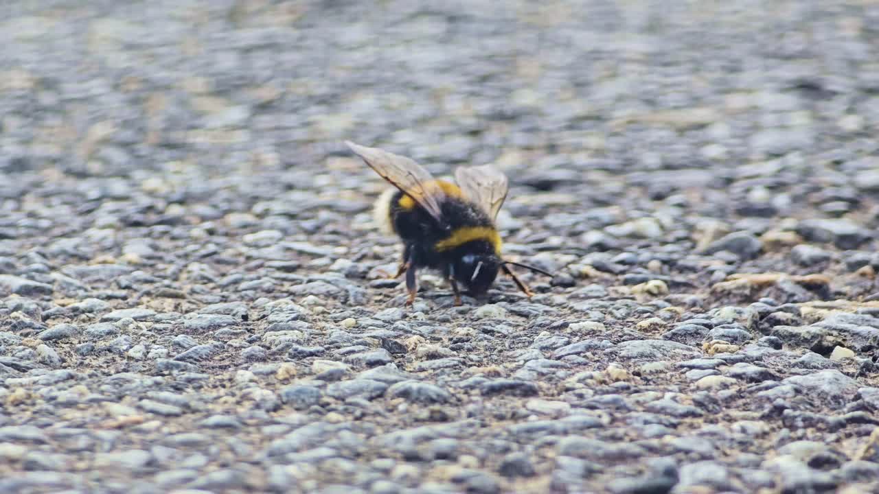 Close-up of a bumblebee spinning, jumping, and tumbling on asphalt. The insect appears disoriented or unwell, constantly in motion