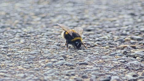 close-up of a bumblebee spinning, jumping, and tumbling on asphalt. the insect appears disoriented or unwell, constantly in motion