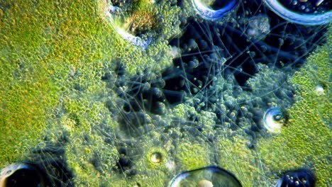 cyanobacteria and green algae movement under microscope