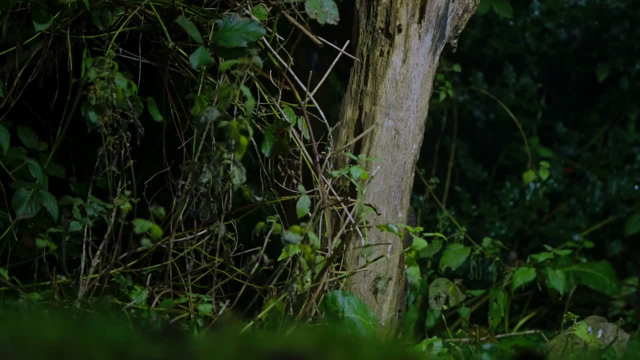 Polecat emerging from dense roots, natural history slow motion clip, Drenthe