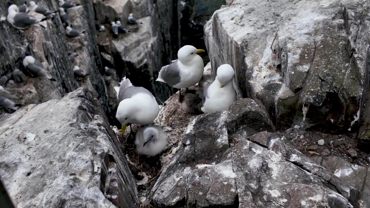 Avrupa ringa martısı yetişkinleri, Inner Farne deniz kuşu kolonisindeki dar, guano lekeli kaya çıkıntılarında tüylü bir civcive bakıyor.