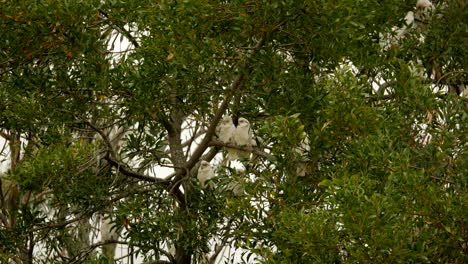 native australian corella flock in plague proportions at a victorian township