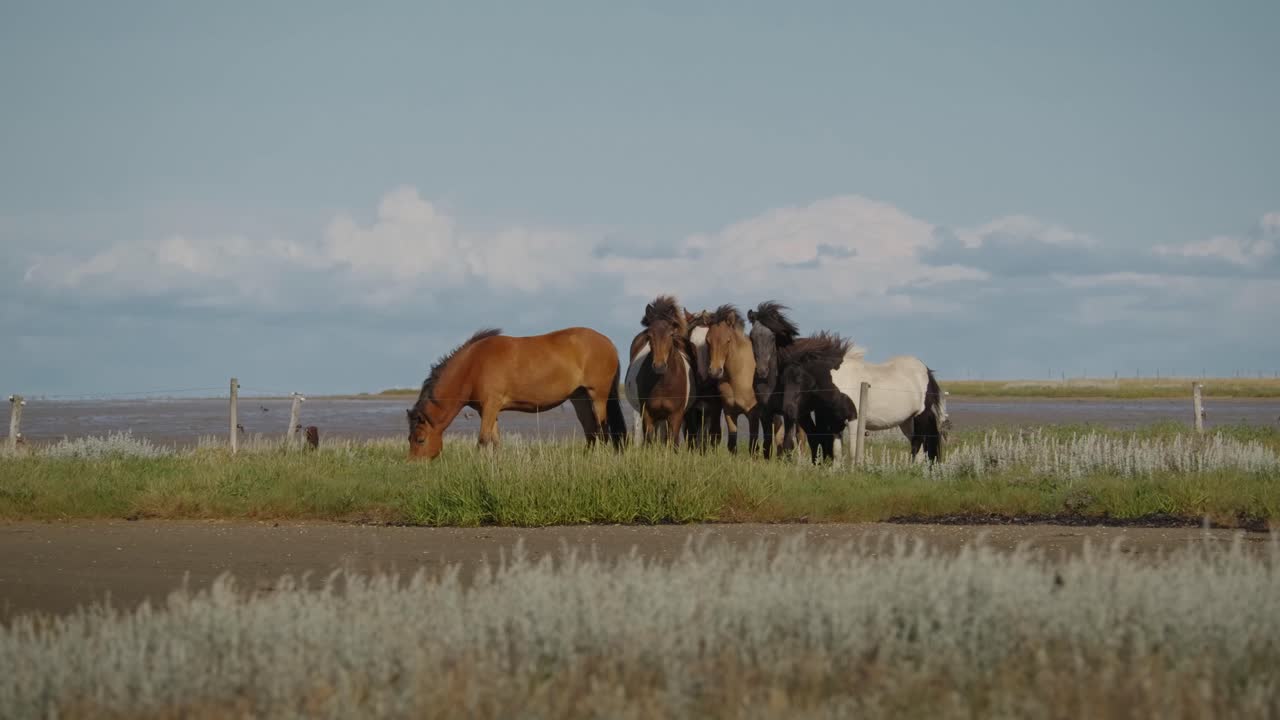 grupo de caballos en escenarios costeros en læsø, dinamarca