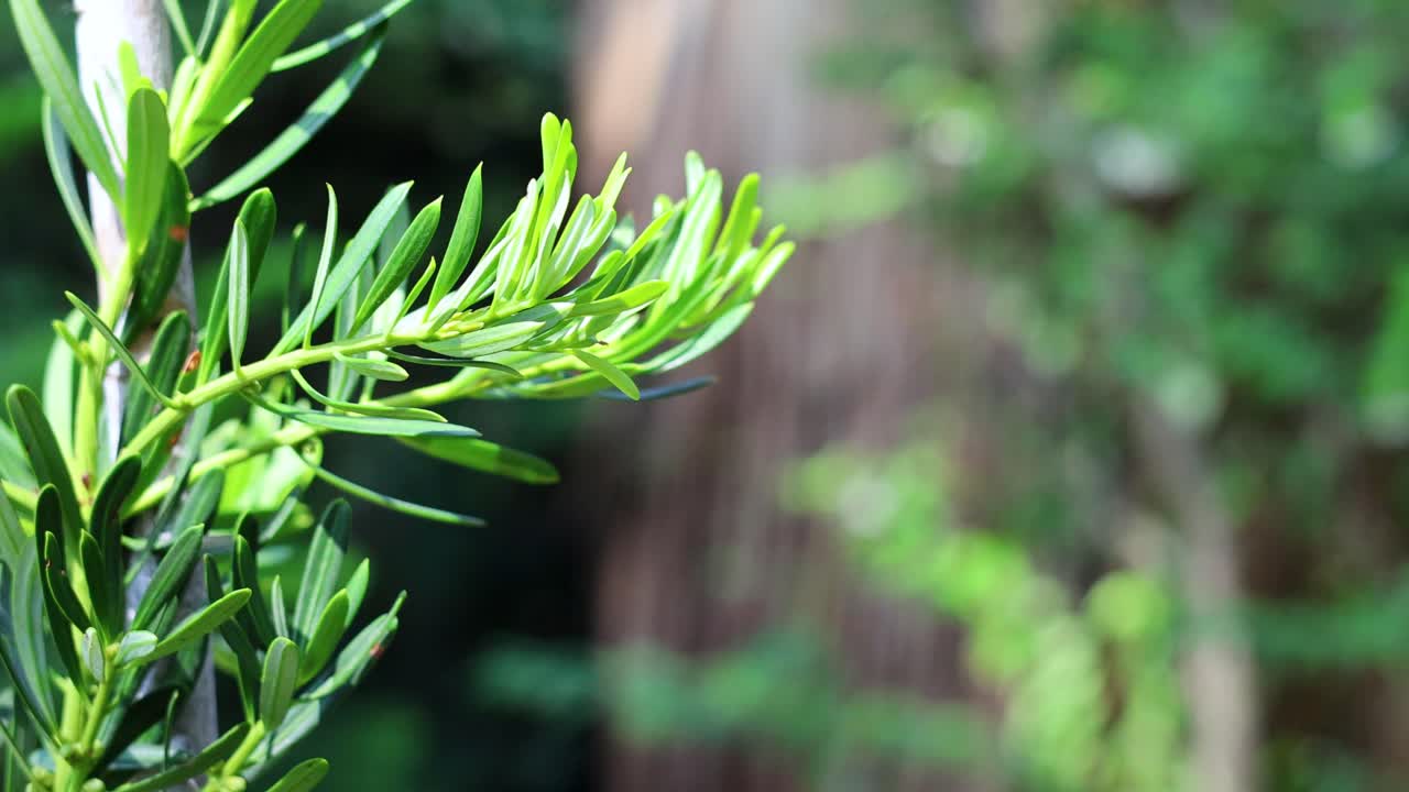 primer plano de una rama de podocarpus costalis en el jardín