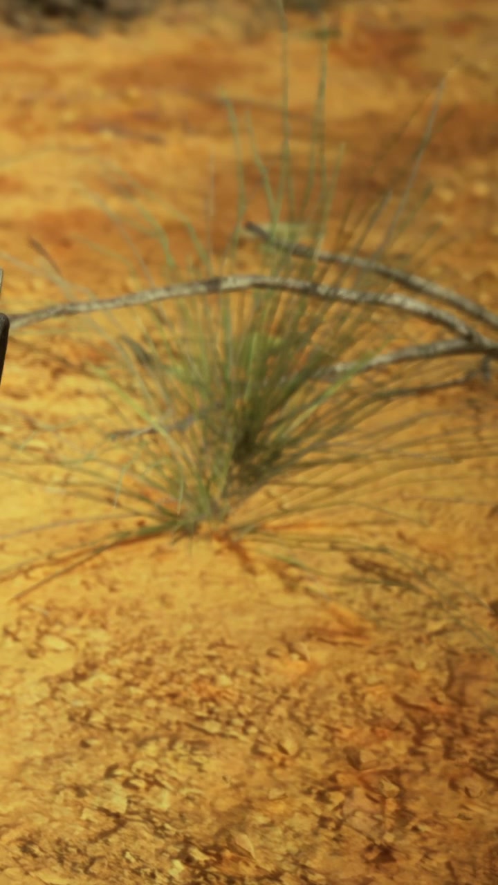 Erba e rametti su terreno arido con colori caldi in un'area desertica