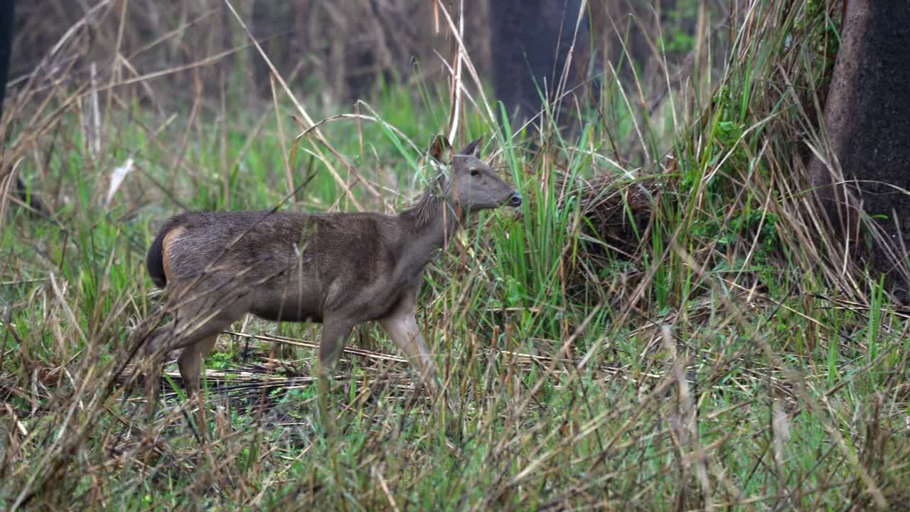 Un cervo sambar che cammina nell'erba alta del Parco Nazionale di Chitwan.