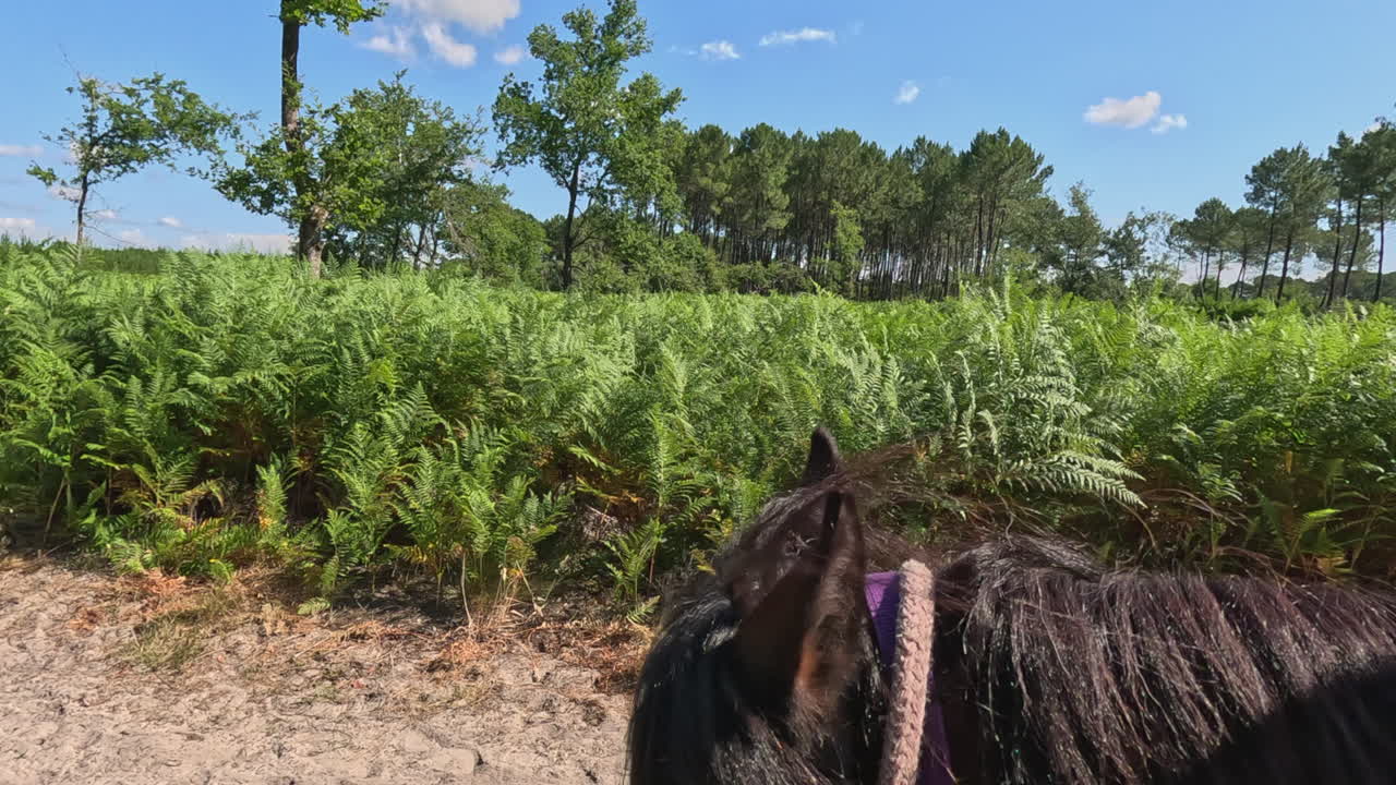 POV em close-up: Cavalgando um cavalo que caminha por um campo verde ensolarado.