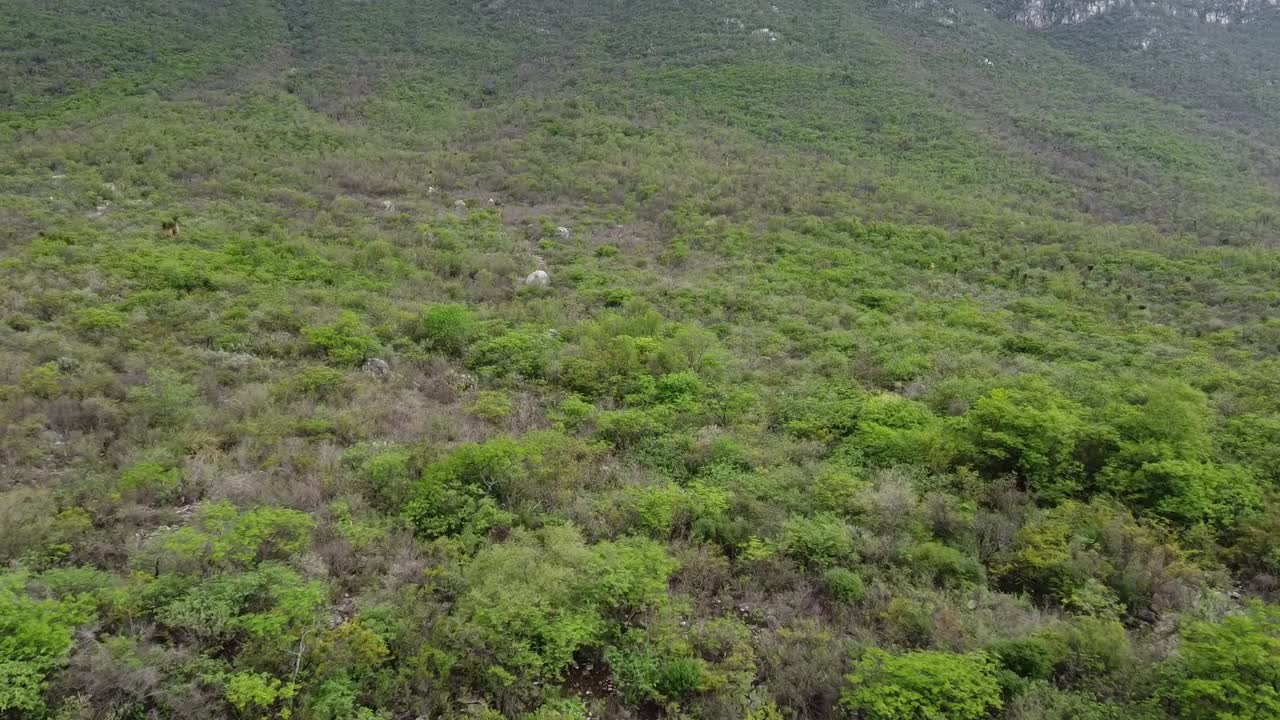 Alberi e cactus visibili in montagna