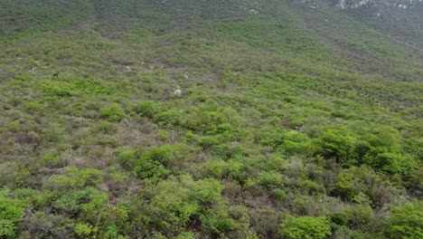 árboles-Y-Cactus-Que-Se-Muestran-En-La-Montaña