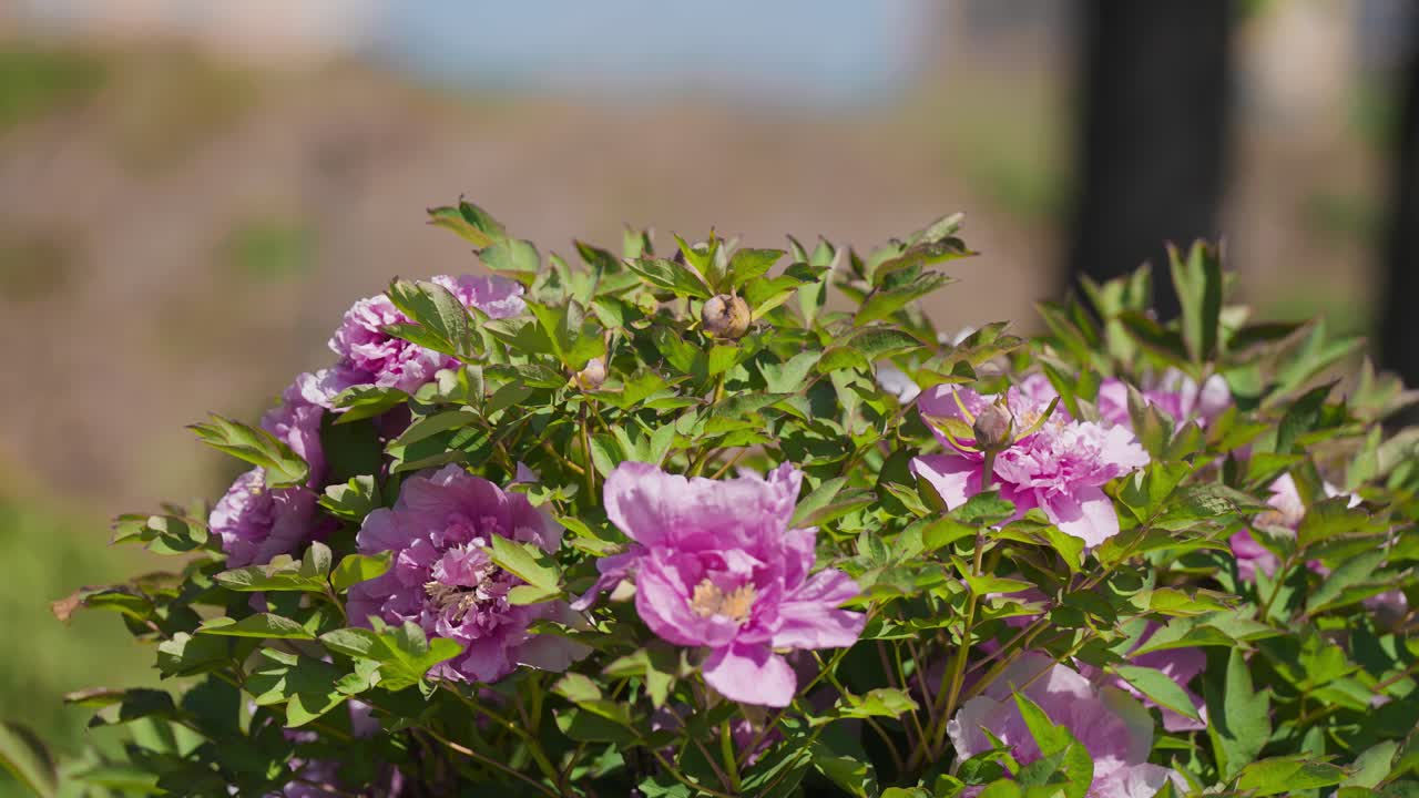 hermosas flores de peonía de árbol rosa en plena floración