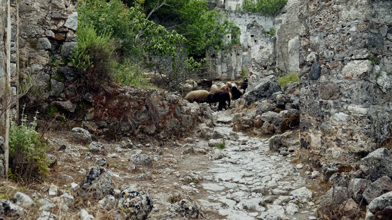 Flock of goats and sheep in deserted ruins of old Greek village Kayakoy Turkey