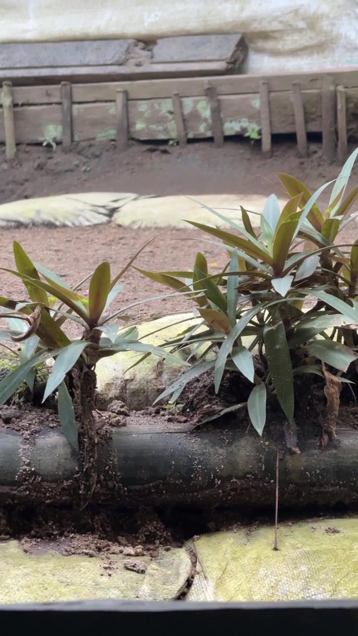 Piccole piante tropicali che crescono in una fioriera di bambù