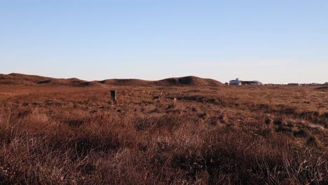 Small-herd-of-white-tail-deer-grazing-in-tall-grass-on-the-sand-dune-in-North-Padre-Island-National-Seashore