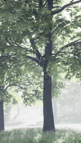 misty forest scene: a calm and serene summer day