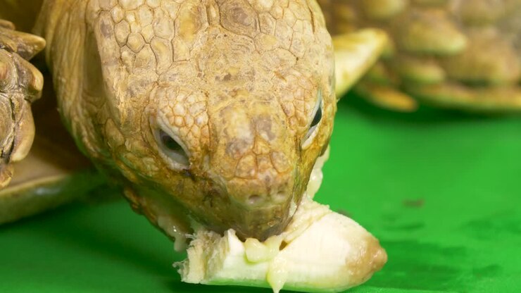 Macro close-up van een Sulcata Afrikaanse spoorlandschildpad die een banaan eet op een groen chroma key scherm