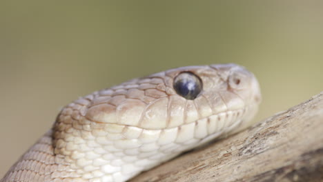 serpiente gato en peligro de extinción que siente el aire con su lengua chasqueando