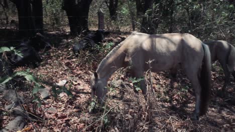 horses graze on the side of a dirt