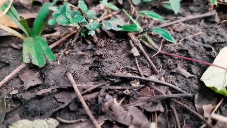 close up of busy wild black ants