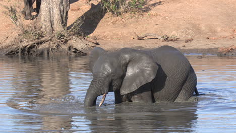 un elefante moviéndose a través del agua en un pozo de agua fangoso en áfrica.