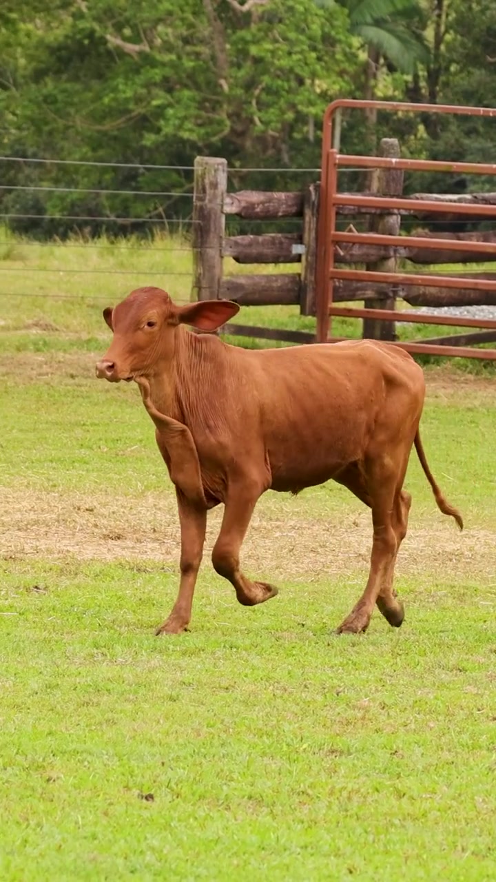 Una mucca marrone cammina attraverso un paddock durante un evento di pastorizia rurale in Australia.
