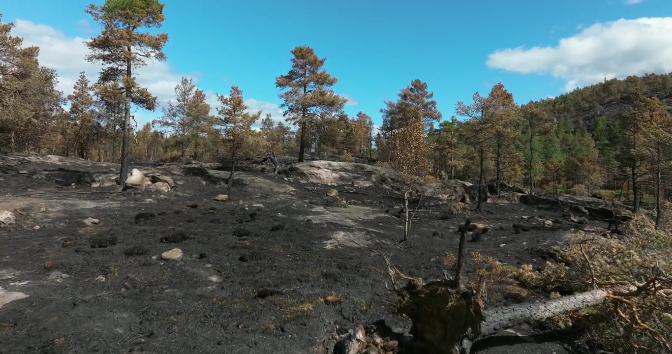 Ilmakuva mäntymetsämaisemasta Birkelandissa Norjassa.