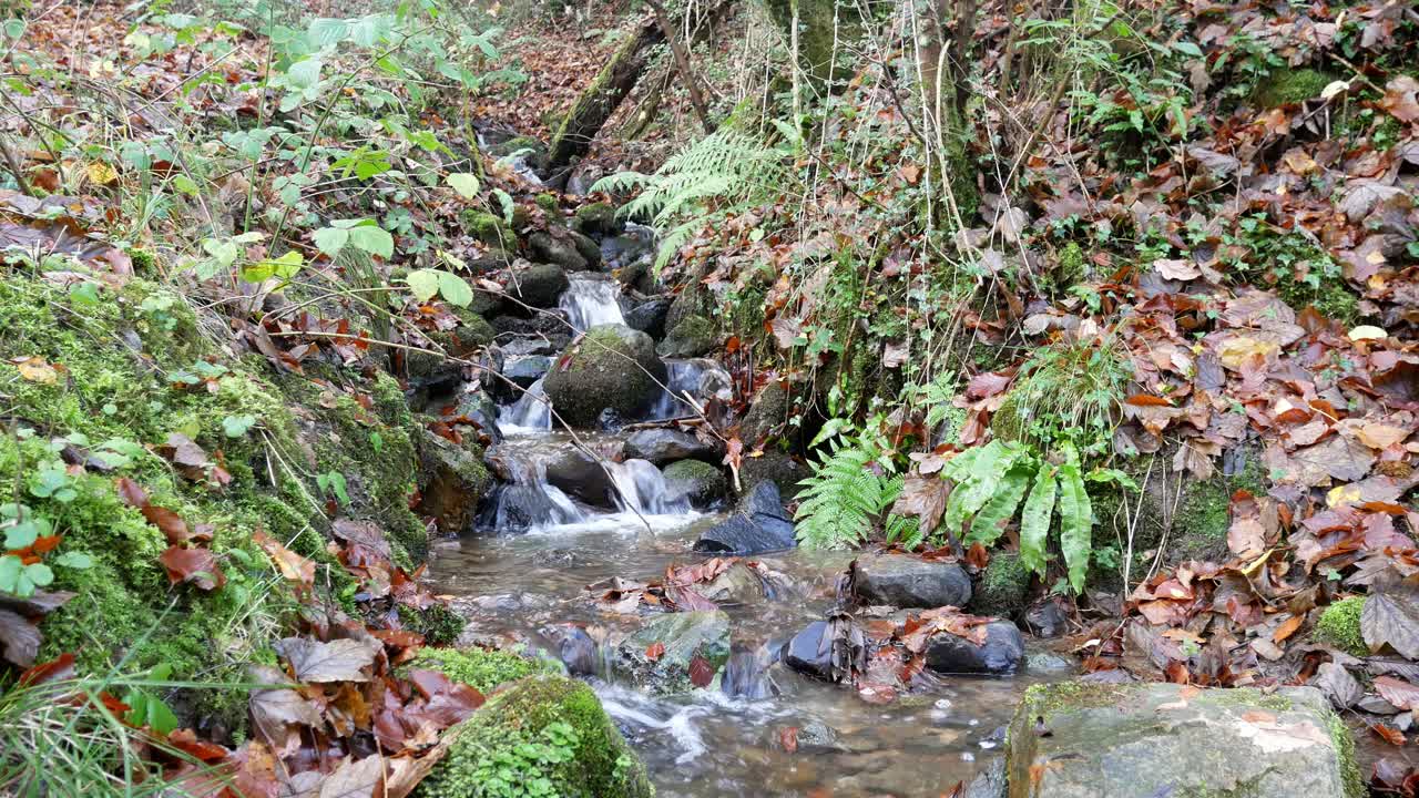 exuberante silvicultura que fluye mini río agua helecho bosque desierto escena tranquila muñequita izquierda