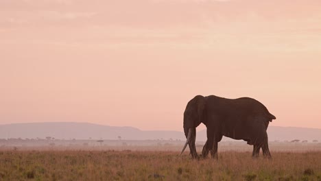 Zeitlupe-Des-Afrikanischen-Elefanten-Sonnenaufgangs-In-Der-Masai-Mara,-Afrikanische-Wildtier-Safaritiere-Im-Wunderschönen-Orangefarbenen-Sonnenuntergangshimmel,-Beim-Fressen,-Füttern-Und-Grasen-Auf-Gras-In-Der-Savannenlandschaft