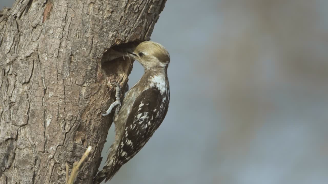 pájaro carpintero alimentando araña a pollito en cámara lenta
