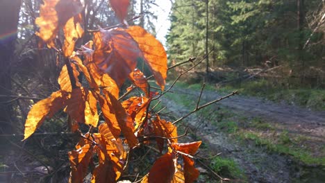 Depth-of-field-shot-of-dry-bush-twigs-in-forest-early-morning-glow