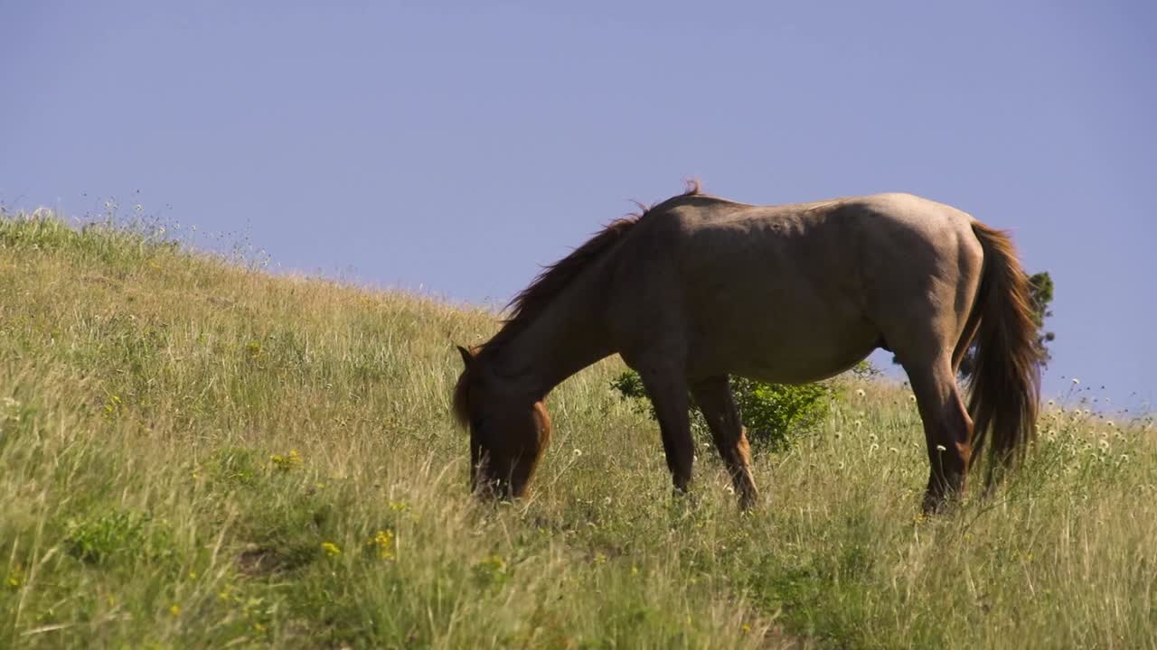 A beautiful light brown horse grazes peacefully in a windy meadow. The mountains above the city of Sliven, Bulgaria