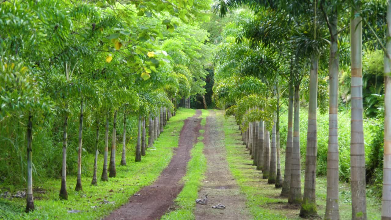 Palm tree's lead the way down a dirt road on the Big Island Hawaii