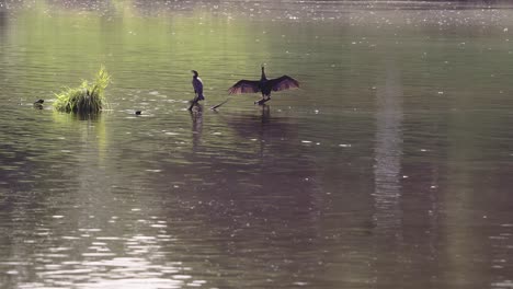 Der-Reiher-Sitzt-Mitten-Im-Fluss-Und-Setzt-Seine-Federn-Der-Sonnenhitze-Aus,-Um-Winzige-Läuse-Auszutreiben-Oder-Zu-Töten