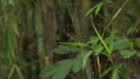 a close-up shot of a golden orb-weaver spider delicately resting on its web amidst lush green foliage in a tropical jungle, highlighting the beauty and intricacy of nature’s tiny predators.