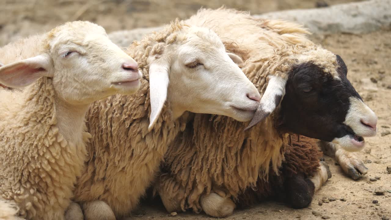 de cerca la cara de muchas cabras están crujiendo algunos bocadillos en su boca.