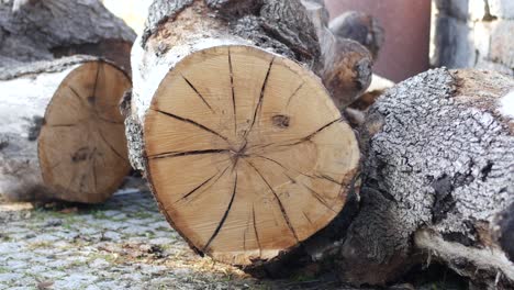 troncos de árboles apilados