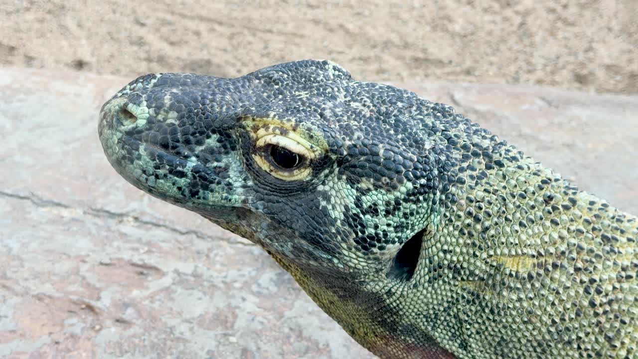 A detailed close-up profile shot of a Komodo dragon head resting in natural daylight