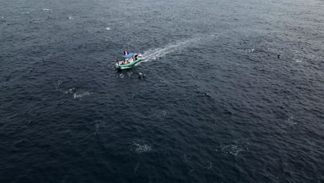 a large pod of spinner dolphins swim and jump out of the water around a boat while tourists watch off the coast of puerto escondido mexico