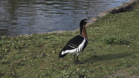 mallard duck beside st james lake in london