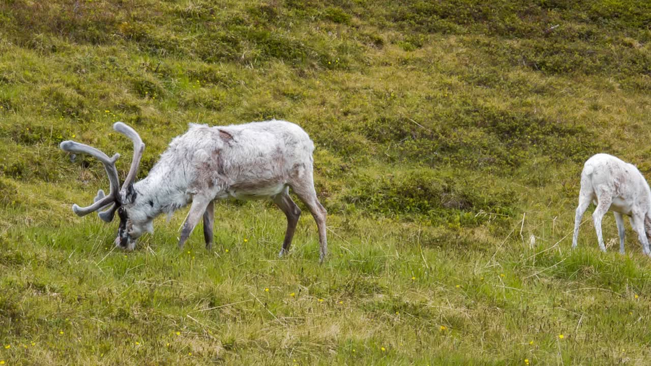 노르웨이 북부, 노르드카프의 사 ⁇