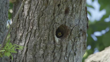 European-Starling-Chicks-Waiting-To-Food-In-A-Nest-Cavity