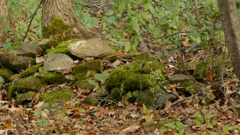tiny striped squirrel hops into a rock to hide as another furry tailed hops by in dense wooded forest