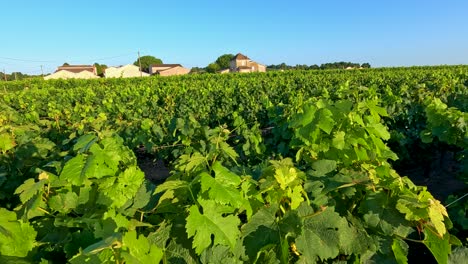 lush vineyard landscape under clear blue skies