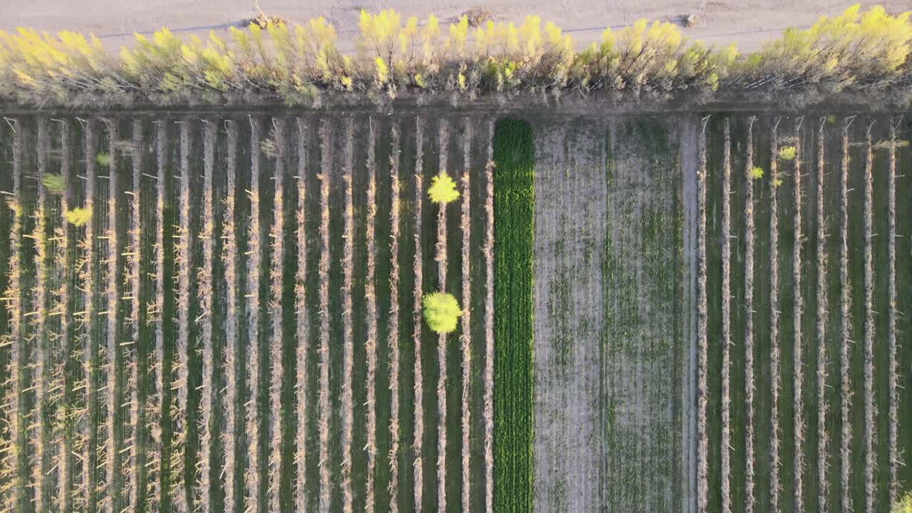 이른 저녁에 차가 지나가는 깔끔한 들판과 도로가 있는 농장 위의 드론 비행, 일반 로카