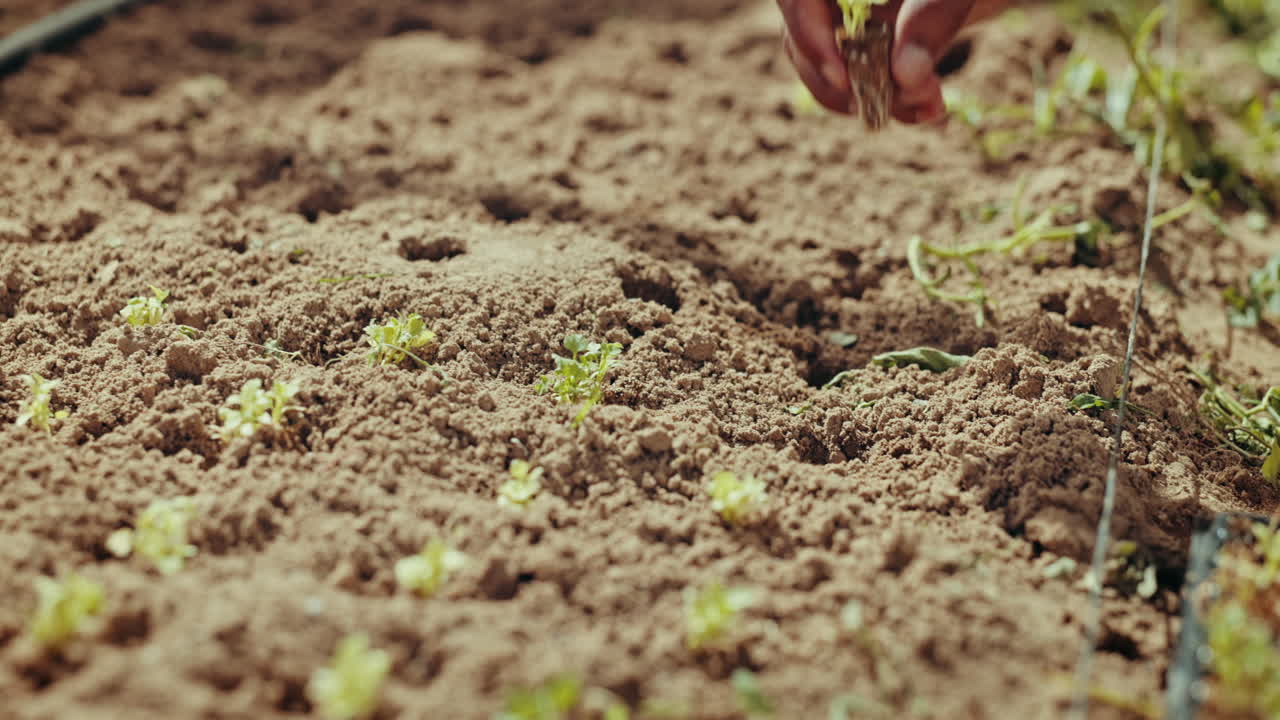 granja, mano y hombre plantando con tierra para el crecimiento