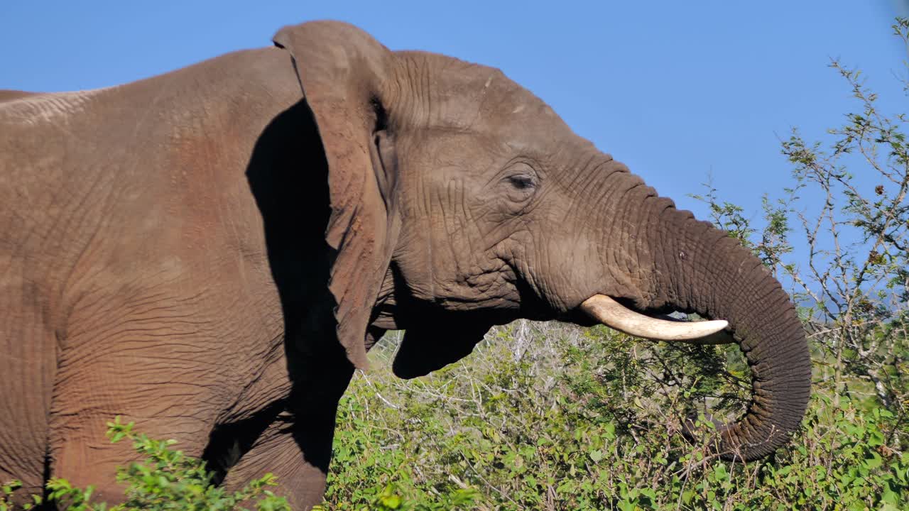 아카시아 나무 잎을 먹고 귀를 펄럭이는 큰 코끼리
