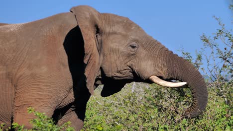 elefante grande comiendo hojas de acacia y orejas aleteando