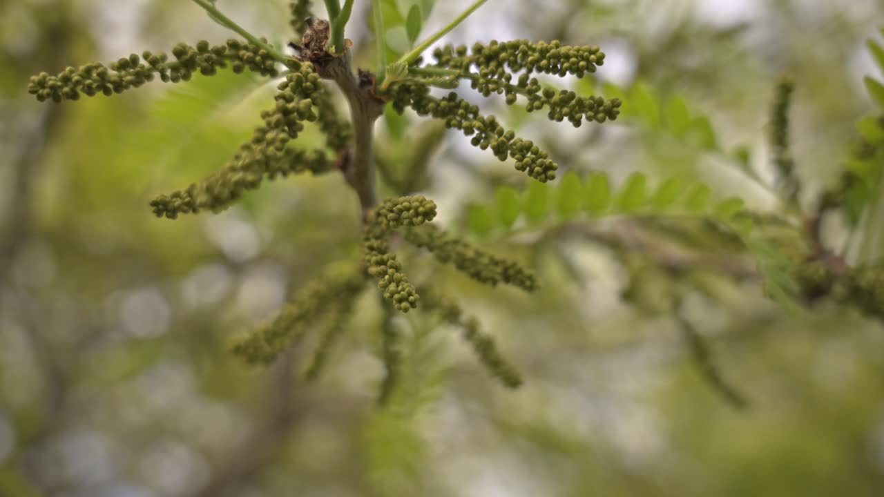 árboles y hojas moviéndose en clima nublado, cámara lenta