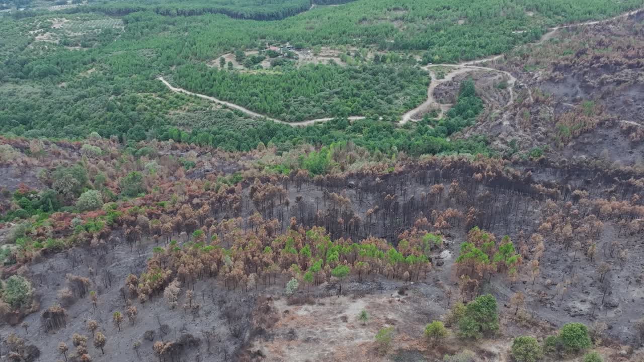 Drone flight showing the clear frontier between burned forest and green woodland that survived the wildfire. A powerful view of nature’s destruction and resilience in one frame